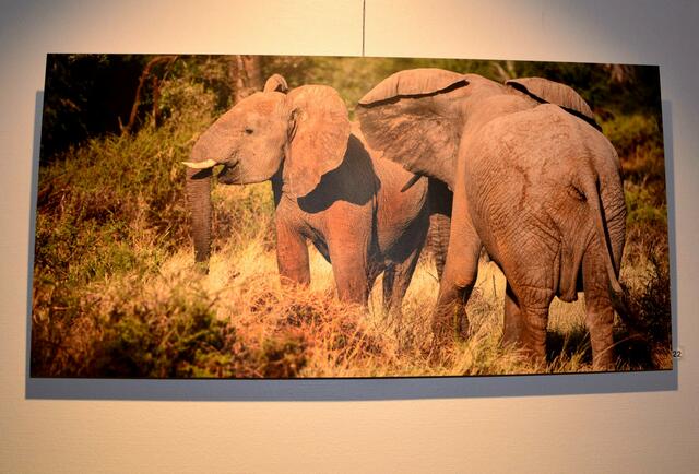 22 Elefanten, Sambura Park