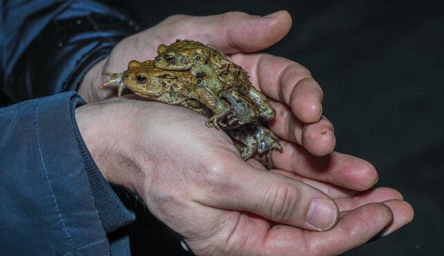 Die Stadt Menden startet eine Ehrenamtsinitiative zum Amphibienschutz. Foto NABU