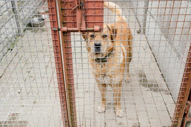 Straßenhund in einem Tierheim. | Foto: Symbolbild: Deutscher Tierschutzbund e.V. / Nick Harwart