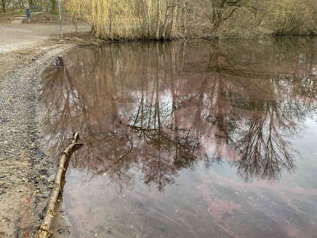 Das Foto zeigt den neuen Burgunderblutalgenbefall im Wolfssee der Duisburger Sechs-Seen-Platte.
Torsten Kolditz / Stadtverband der Sportfischer 
