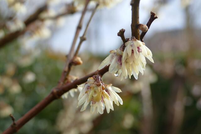 28. Februar 2025, Wintersweet nach einem Graupelschauer