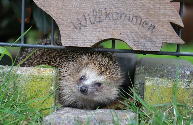 Hier ist ein Igel Willkommen. Mauerdurchlass im Gartenzaun. | Foto: Foto von Pro Igel e. V. 