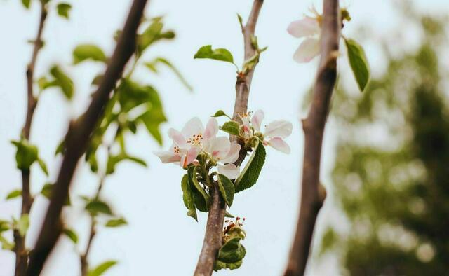 Die bisherige Nachfrage nach den kostenlosen Obstbäumen für Duisburgerinnen und Duisburger war überwältigend. Nun geht es in die nächste Runde. Auch die Apfelbäume werden ihre Blüten wie auf dem Foto künftig nachhaltig in einem neuen Zuhause präsentieren.
Foto: WBD