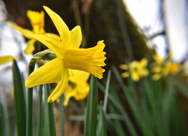Narzissen auf der großen Wiese im Stadtpark  | Foto: Stefanie Vollenberg