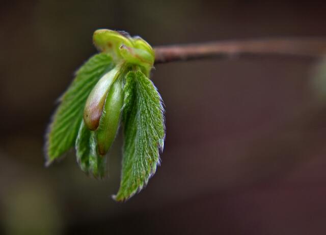 Langsam werden auch die Sträucher wieder grün | Foto: Stefanie Vollenberg