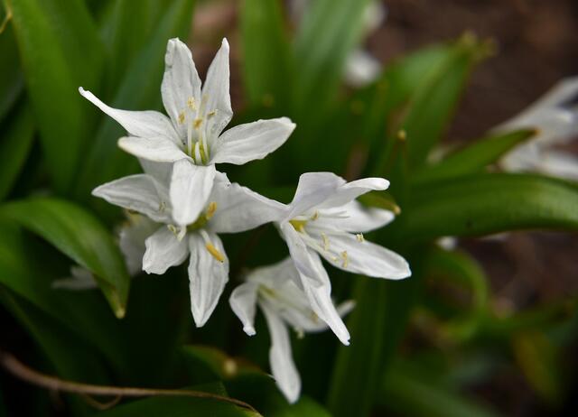 Dolden Milchsterne am Wegrand im Stadtpark | Foto: Stefanie Vollenberg