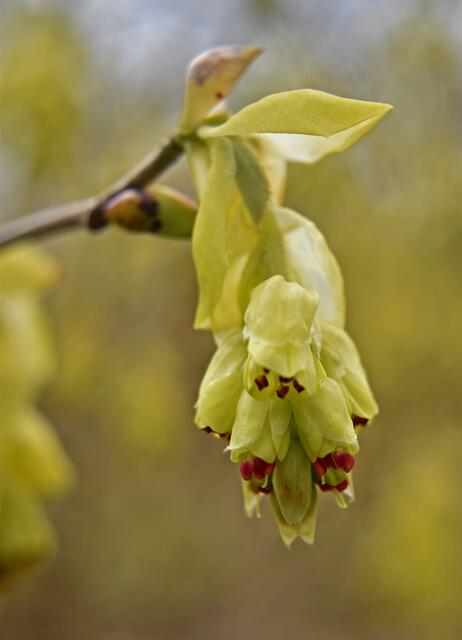 Ährige Scheinhasel im Bottroper Stadtpark | Foto: Stefanie Vollenberg