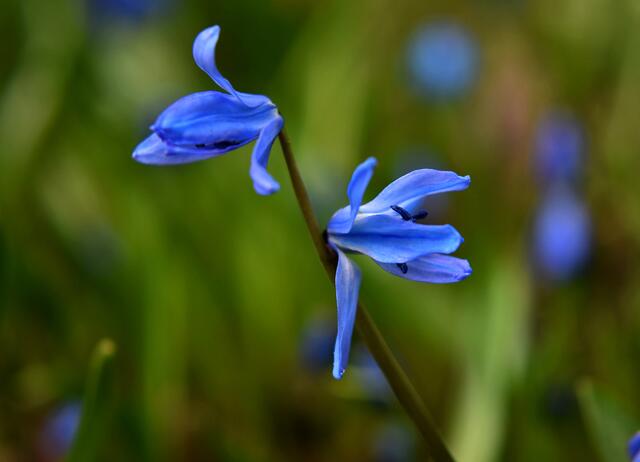Blaustern im Bottroper Stadtpark | Foto: Stefanie Vollenberg
