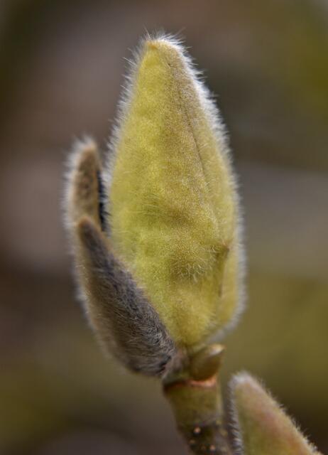 Magnolienknospe im Bottroper Stadtpark | Foto: Stefanie Vollenberg