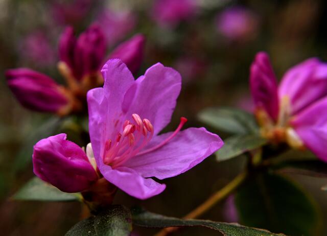 Winterblühende Alpenrose im Bottroper Stadtpark | Foto: Stefanie Vollenberg