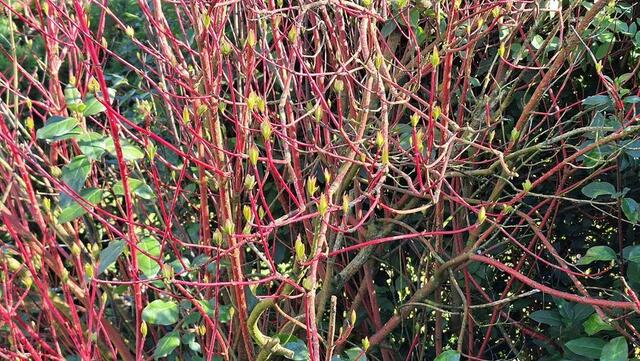 Blüten überall ... | Foto: Gottfried Lambert