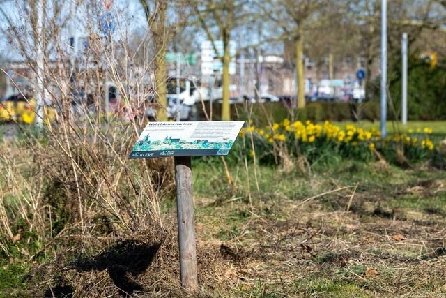 Wildblumenwiese März 2025 | Foto: Stadt Kleve