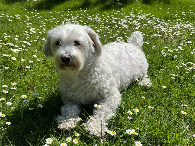 Ein häufiges Problem im Frühling sind Allergien. Viele Hunde reagieren auf Pollen, Gräser oder andere Allergene, die in dieser Jahreszeit vermehrt auftreten. | Foto: Andrea Becker