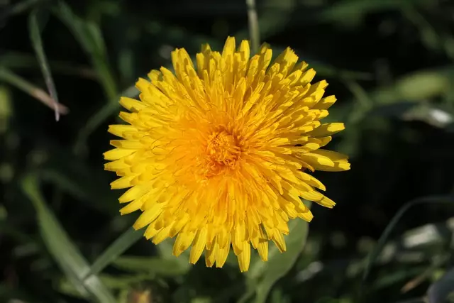 Löwenzahn  | Foto: Foto: Pixabay Content License Zubtech