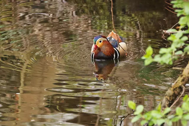 Das Mandarinenmännchen auf der Suche nach dem Weibchen.