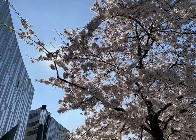 Libeskind und Kirschblüte | Foto: ©Margot Klütsch