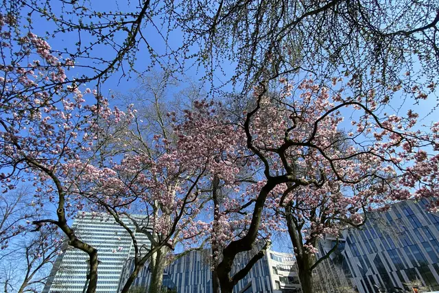 Japanische Kirschblüte am Kö-Bogen mit Dreischeibenhaus und Libeskind-Bauten | Foto: ©Margot Klütsch