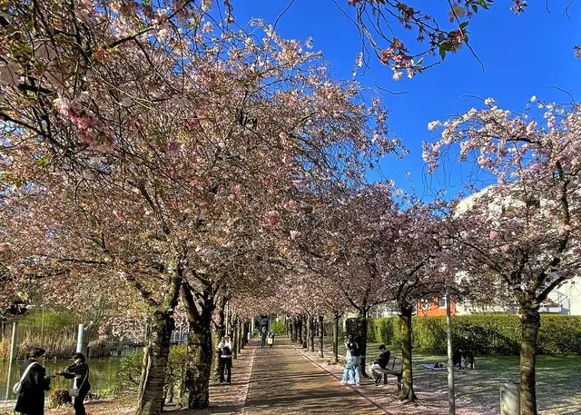 La Madeleine-Allee in Kaarst | Foto: ©Margot Klütsch