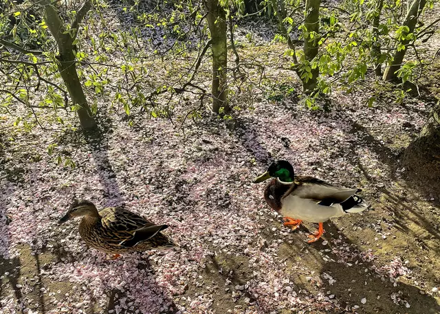Sie genießen auch die Kirschblüte am Rathauspark in Kaarst. | Foto: ©Margot Klütsch
