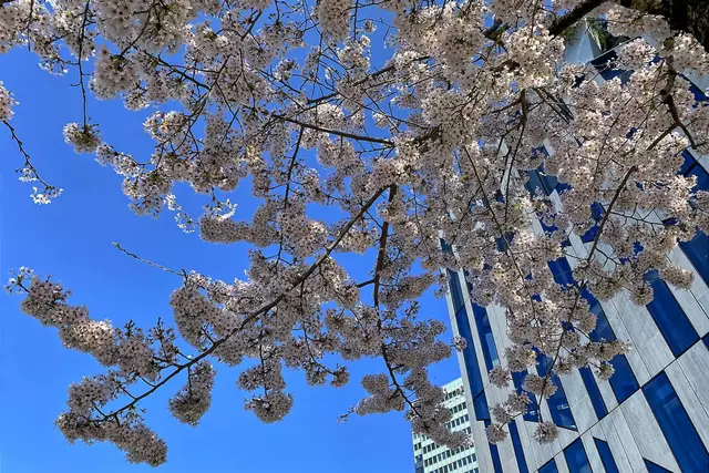 Japanische Kirschblüte am Kö-Bogen | Foto: ©Margot Klütsch