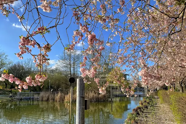 Kirschblüte am Rathauspark in Kaarst | Foto: ©Margot Klütsch