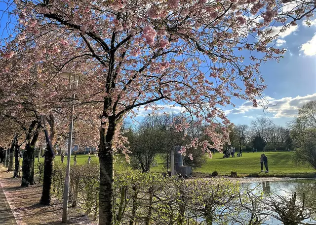 Kirschblüte am Rathauspark in Kaarst | Foto: ©Margot Klütsch