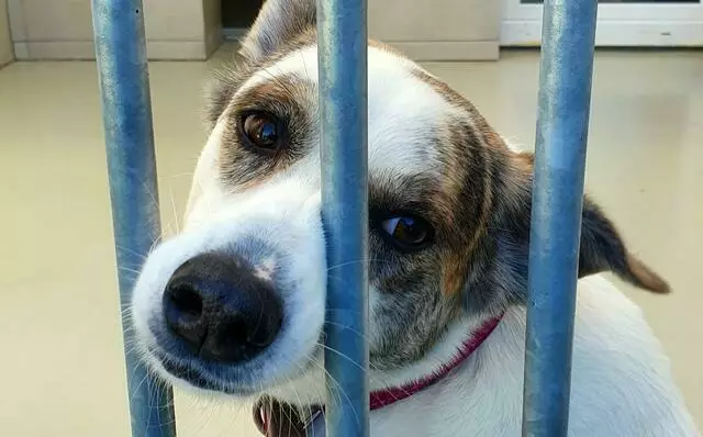 Die Fraktion "Soziales Bündnis" (BIG und DKP) fordert für die Anmietung geeigneter Räume für die Einrichtung einer Notaufnahme für Fundtiere aus Gladbeck einen städtischen Zuschuss in Höhe von 24.000 Euro.  | Foto: Tierschutzverein Moers 