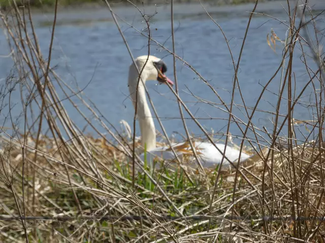 ein Schwan beim Brüten 