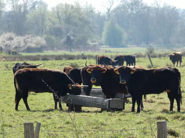 die Heckrinder an der Futterstelle