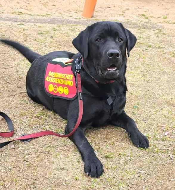 Labrador Halvar ist bald mit der Ausbildung zum "medizinischen Assistenzhund" fertig. | Foto: Dabitsch