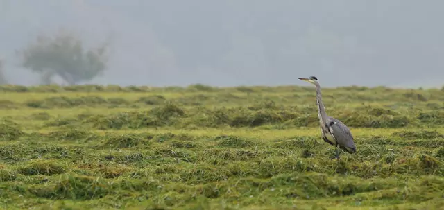 Graureiher auf Futtersuche