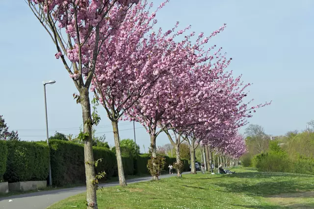 Blüte der Japanischen Kirschen am Niederfeldsee.