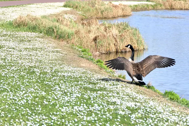 Kanadaganz auf Gänseblpmchenwiese