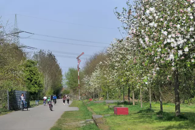 Auf der Radtrasse eine Allee mit Apfelbäumen.