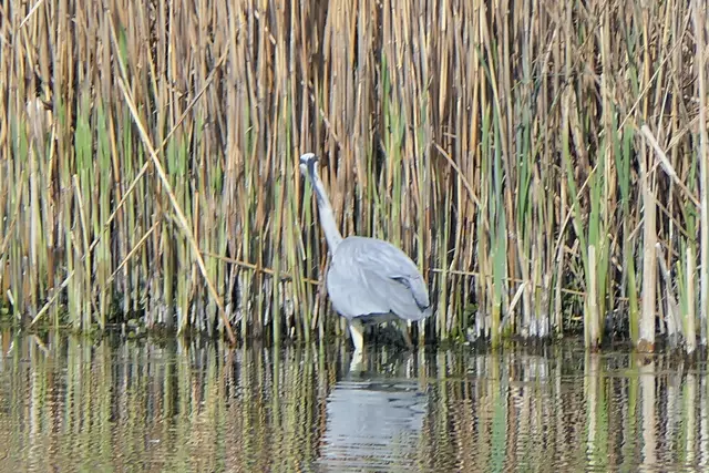 Lässt sich längst nicht mehr stören: der Graureiher am Niederfeldsee