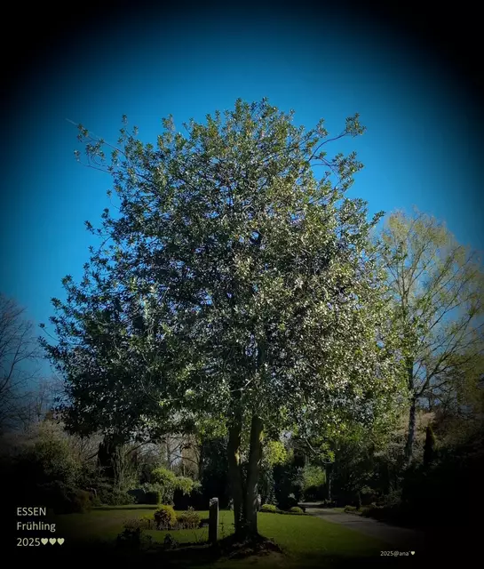 Frühling
( auf einem Friedhof)