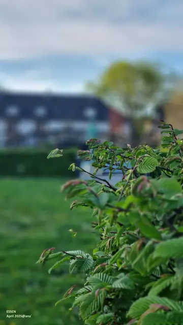 Grün auf Margarethenhöhe