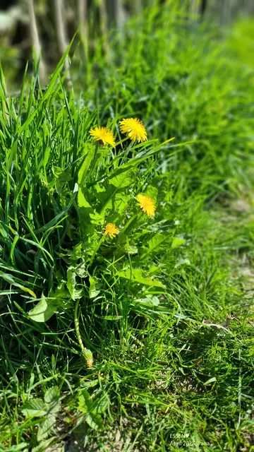 irgendwo in Essen, 
am Wegesrand :-)