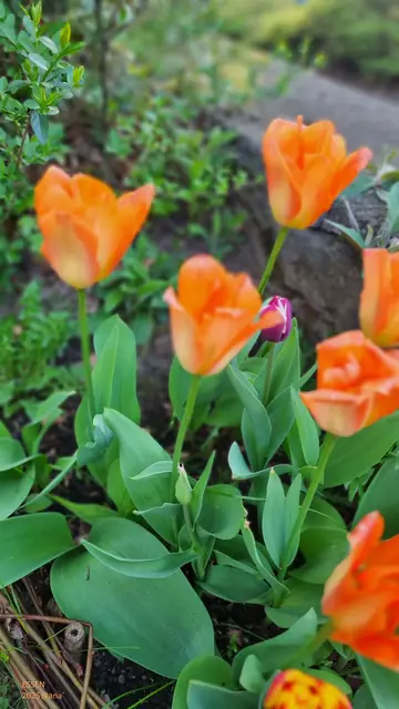 smile
irgendwo auf Margarethenhöhe