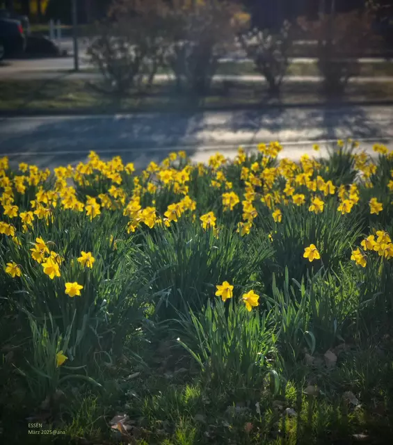 an einer viel befahrenen Straße
in Essen

2025@ana´