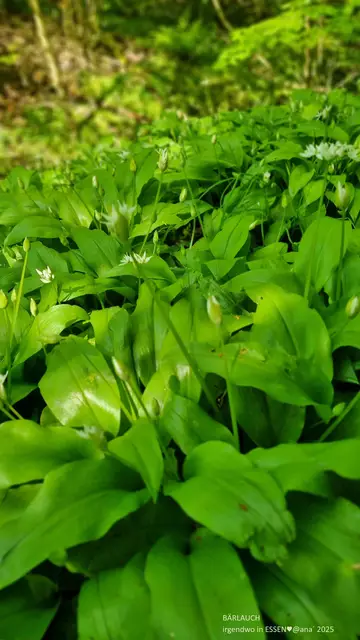 Bärlauch am SpazierwegesRand
April 2025@ana´