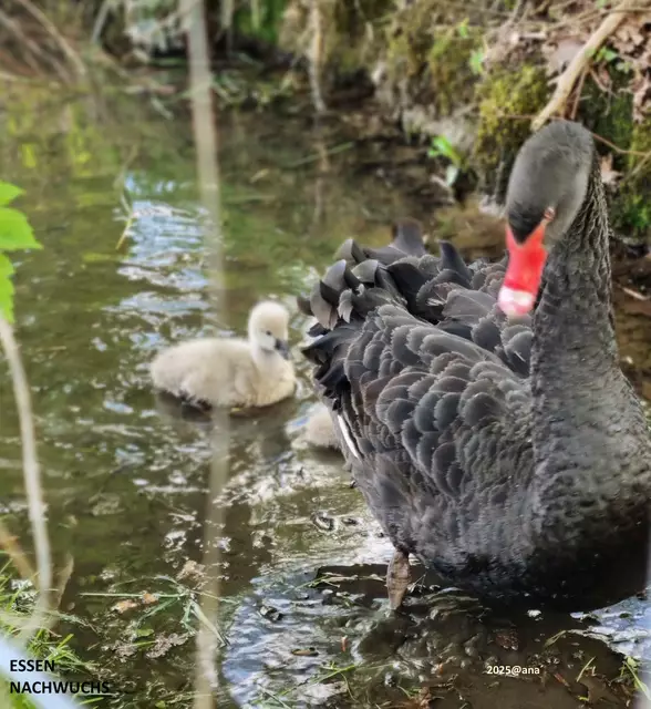 Schwarzer Schwan mit Nachwuchs ♥