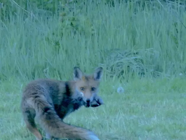 Foto: Text & Foto: by Wolfgang Scholmanns,  Vertonung: by GoHi