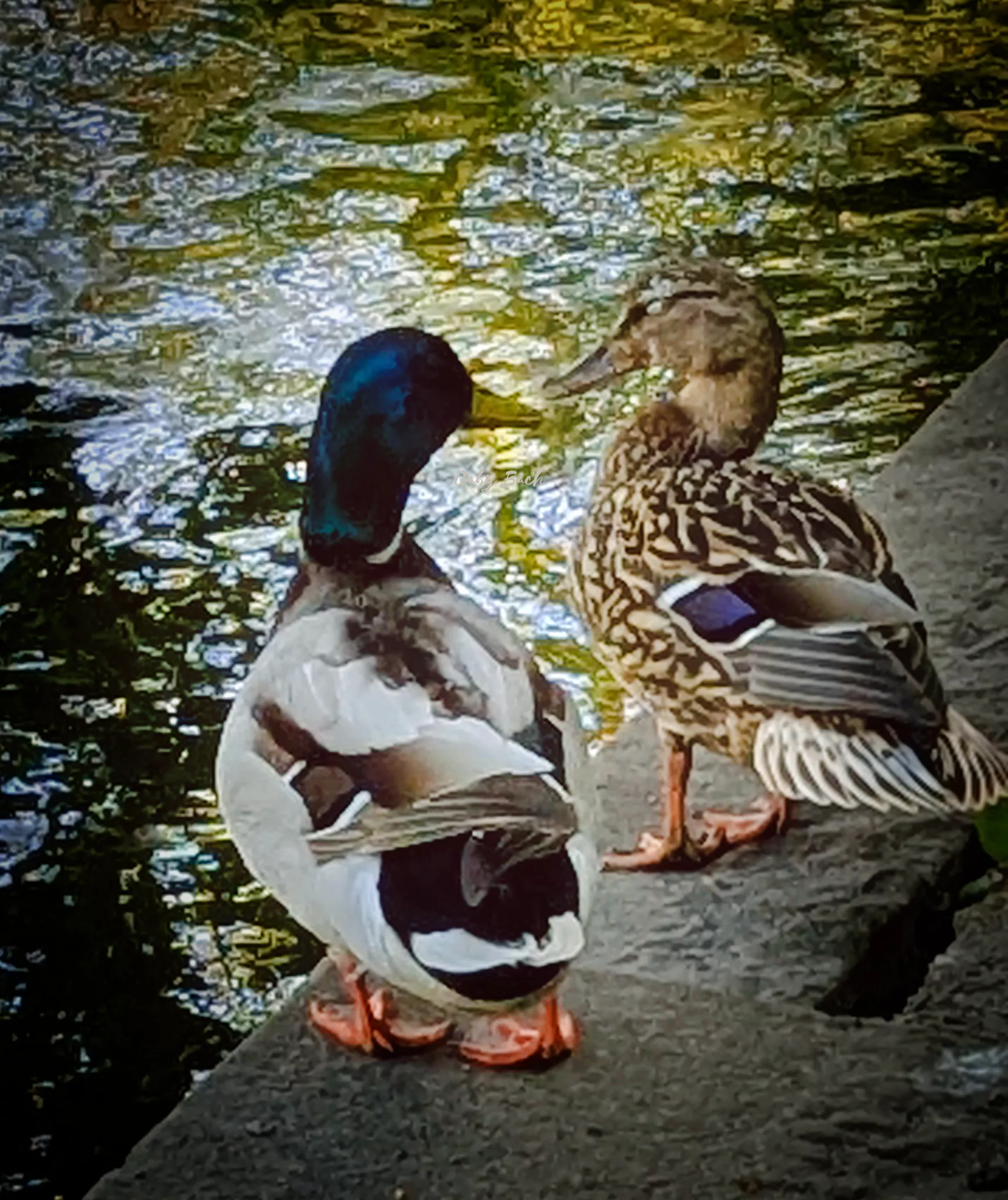 Enten,Enten,Enten.....: Alle meine Entchen schwimmen auf dem See ... Enten,Enten,Enten.....: Alle meine Entchen schwimmen auf dem See ...