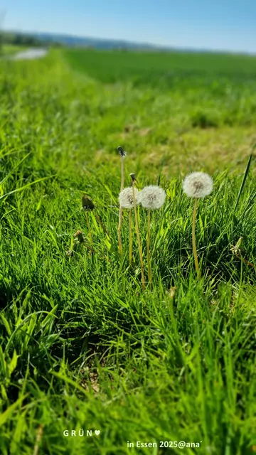 ...es ist soooo schön GRÜN (fast) überall
