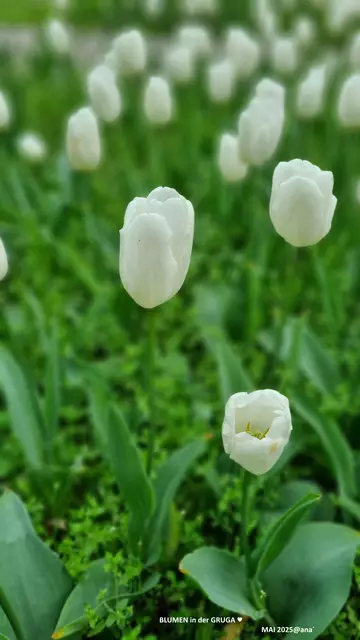 finde FRIEDEN ♥ | Foto: ALLE BILDER, bis auf eines, von mir selbst geschossen!