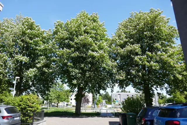 Kastanienbäume am Anne-Frank-Platz