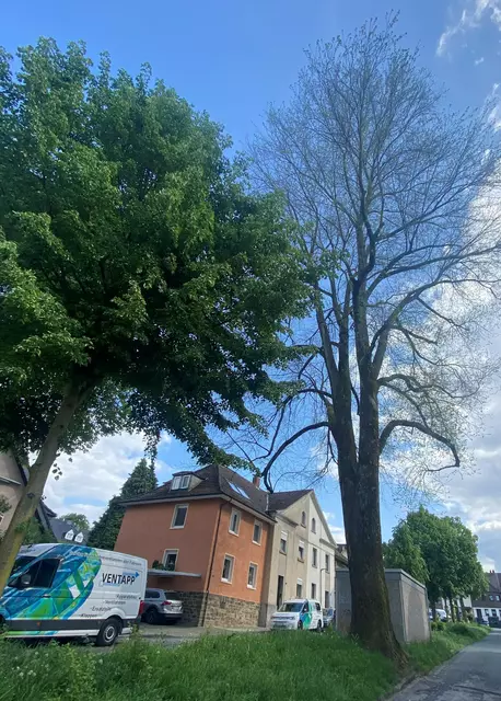 Der Ulmensplintkäfer war das Todesurteil für die alte Ulme an der Starenstraße. Foto: Stadt Hattingen