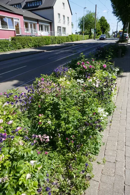 Bepflanzung entlang der Denkhauser Höfe