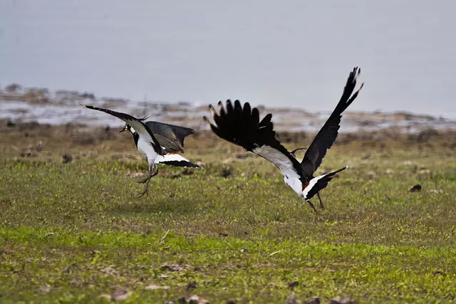 Balzflug der Kiebitze